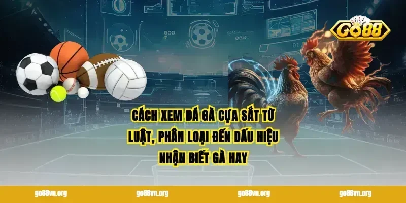 Cách xem đá gà cựa sắt từ luật, phân loại đến dấu hiệu nhận biết gà hay